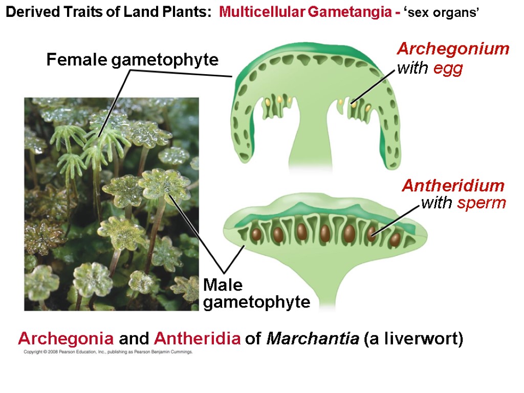 Derived Traits of Land Plants: Multicellular Gametangia - ‘sex organs’ Female gametophyte Male gametophyte